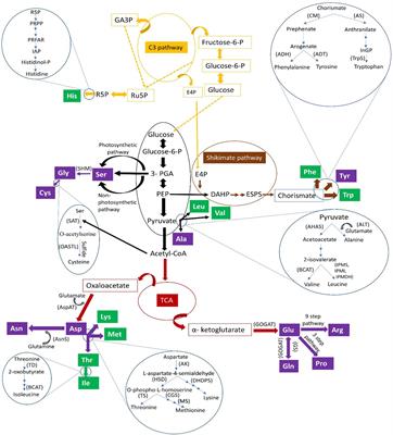 Protein Biofortification in Lentils (Lens culinaris Medik.) Toward Human Health